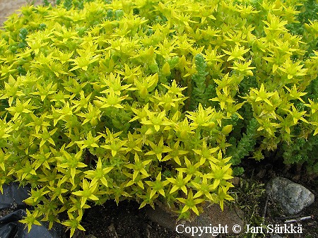  Sedum acre 